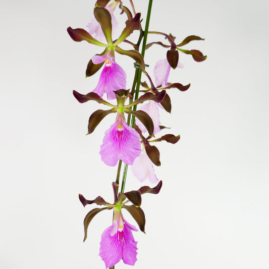 Encyclia Rioclarense (cordigera x randii)