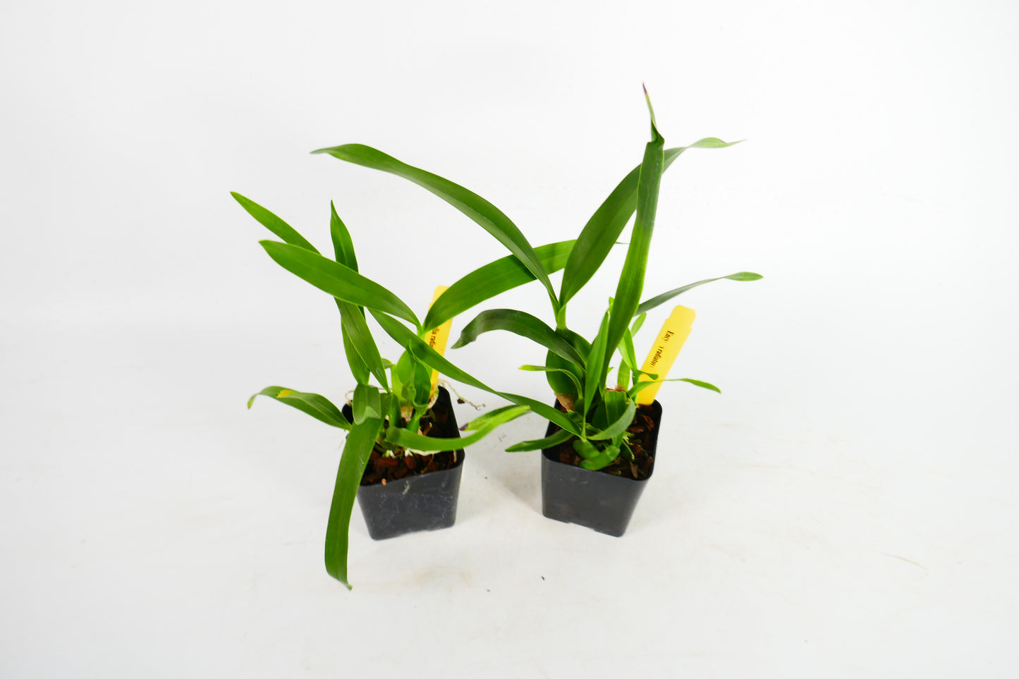 Encyclia radiata