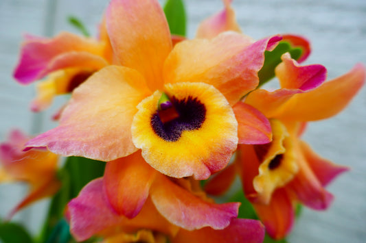 Den. Oriental Smile 'Butterfly'