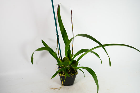 Odontocidium Wildcat 'Rainbow'