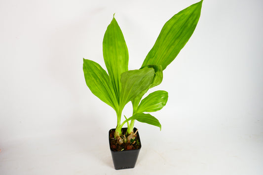 Phaiocalanthe Kryptonite 'Parkside'