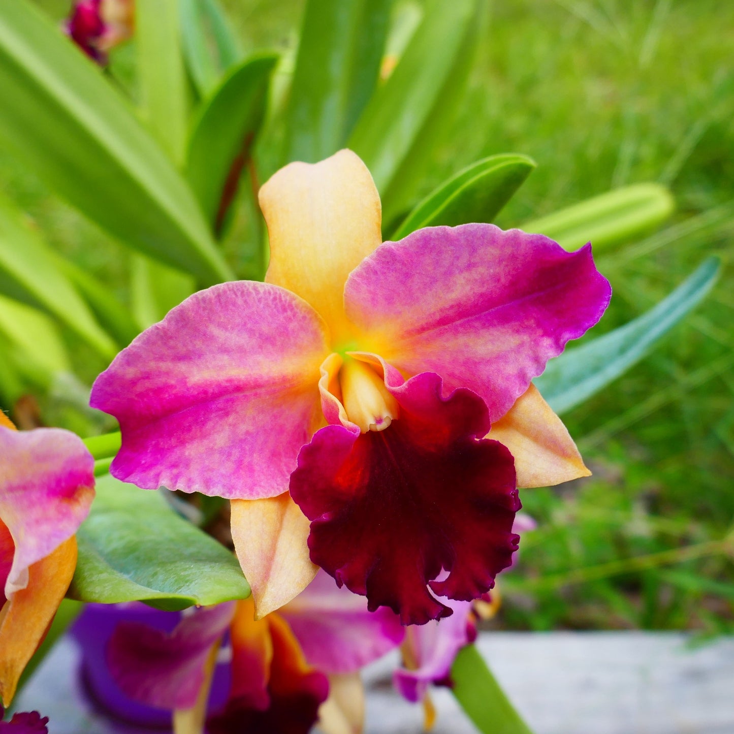 Blc. Toshie's Magic 'Doris'