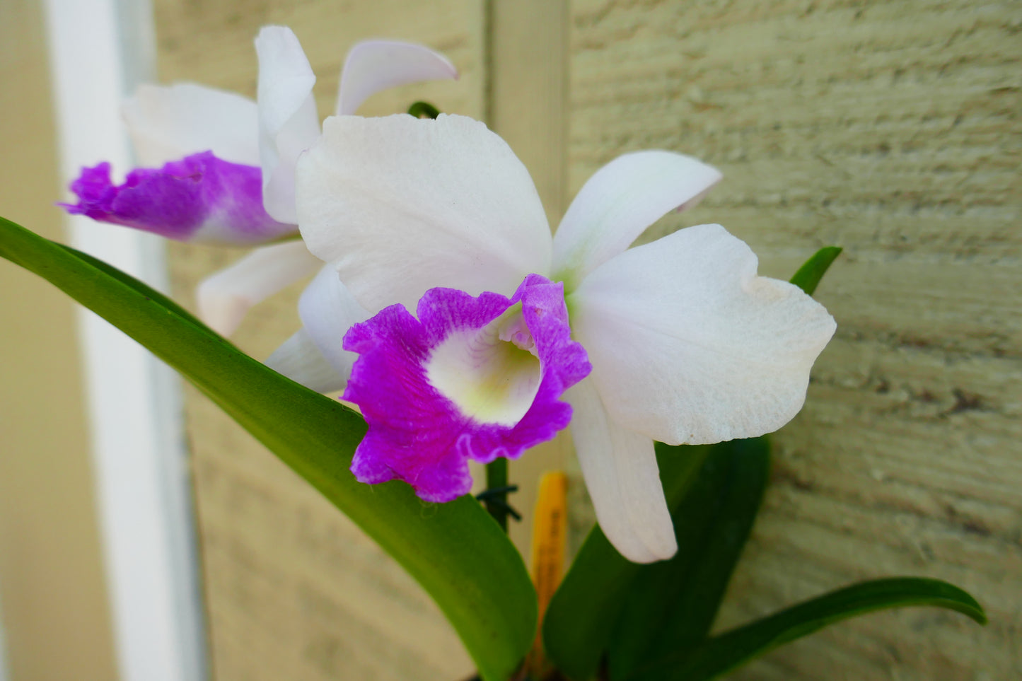 Lc. Aiea Lorraine 'Paradise'