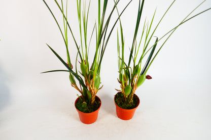 Maxillaria tenuifolia (The Coconut Orchid!)