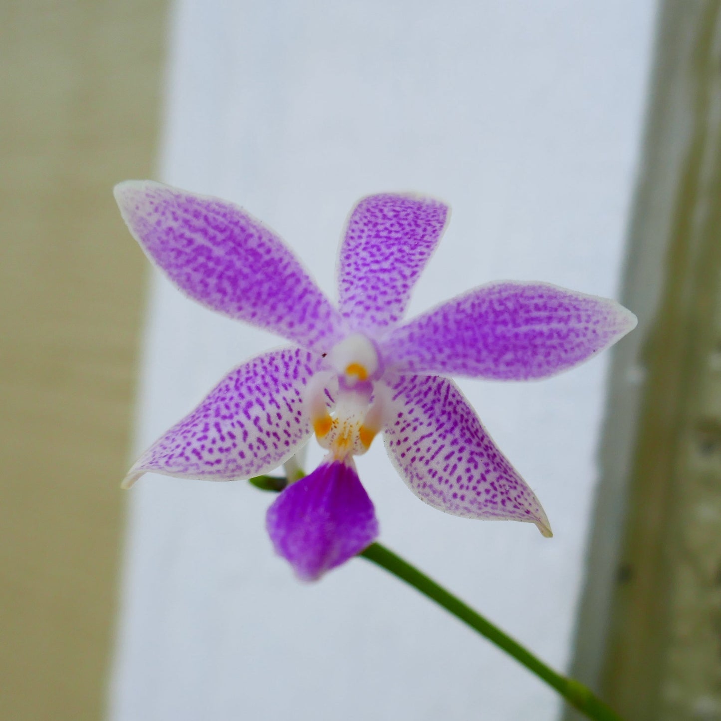 Phal. speciosa var. coerulea x Phal. equestris var. coerulea