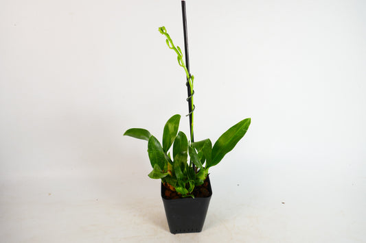 Gram. scriptum x sib (short spike mutant)