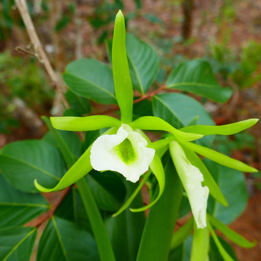 Procatavola Key Lime Stars