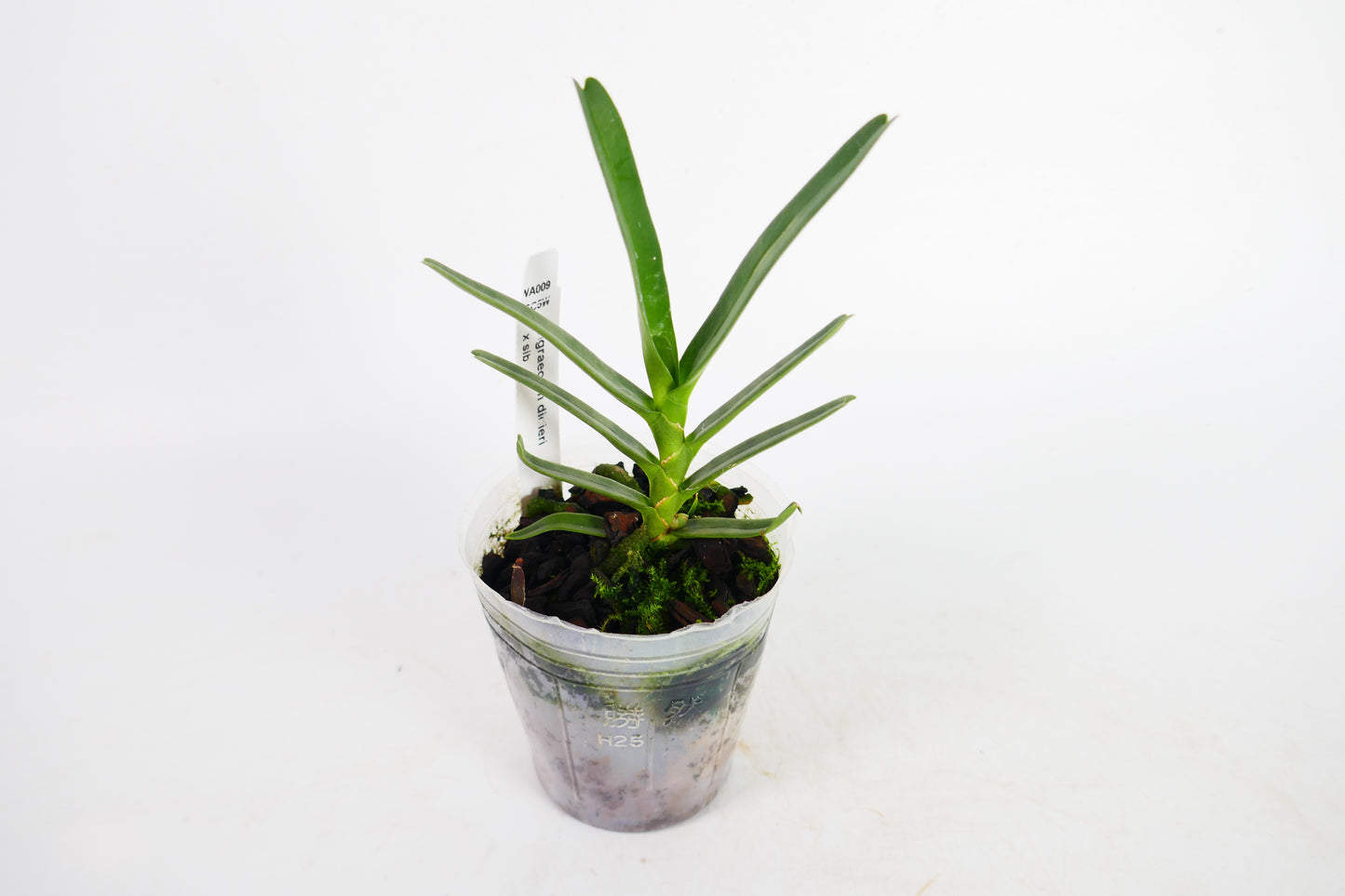 Angraecum didieri x sib