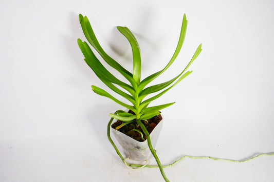 Aerides odorata v alba x sib