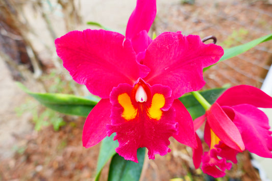 Pot. Orquidacea's Eldorado 'Hawaii'