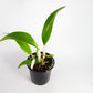 Rth. Fu Shu Glory 'Happy Holiday'
