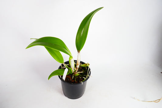 Rth. Fu Shu Glory 'Happy Holiday'