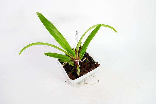 Vandachostylis Pinky coerulea x Rhy. gigantea 'Spots'