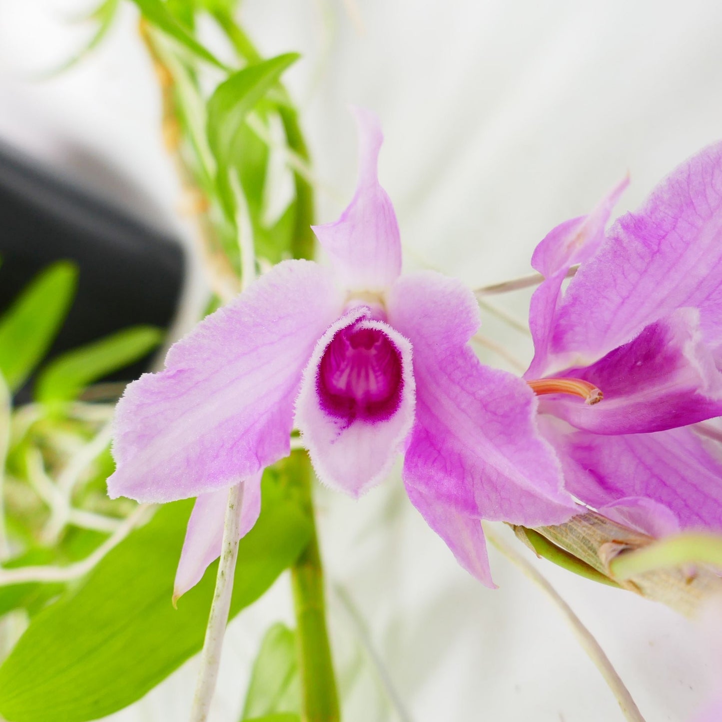 Dendrobium anosmum 'Purple Cascade'