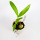 Prosthechea mariae x sib