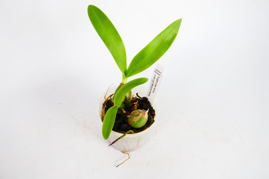 Prosthechea mariae x sib