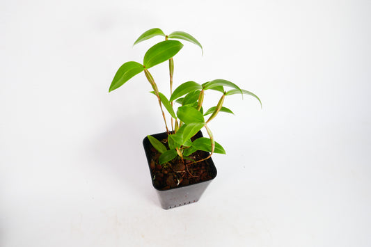 Dendrobium tetragonum album x sib