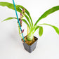 Monn. Millennium Magic 'Witchcraft'