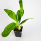 Monn. Millennium Magic 'Witchcraft'