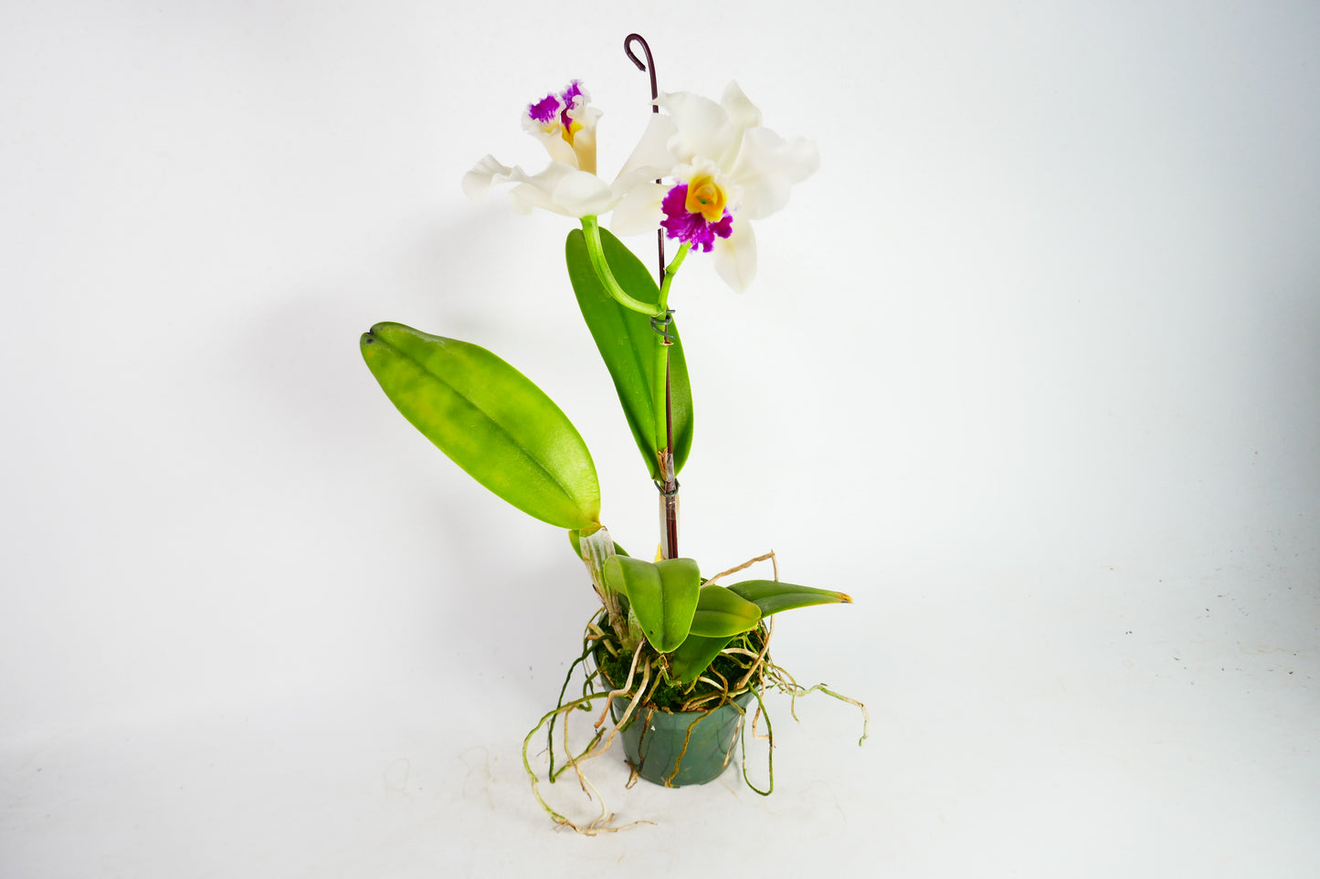 Blc. Hsingying Catherine x Blc. Pratum Green '#73'