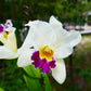 Blc. Hsingying Catherine x Blc. Pratum Green '#73'