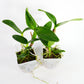 Cattlianthe Caribbean