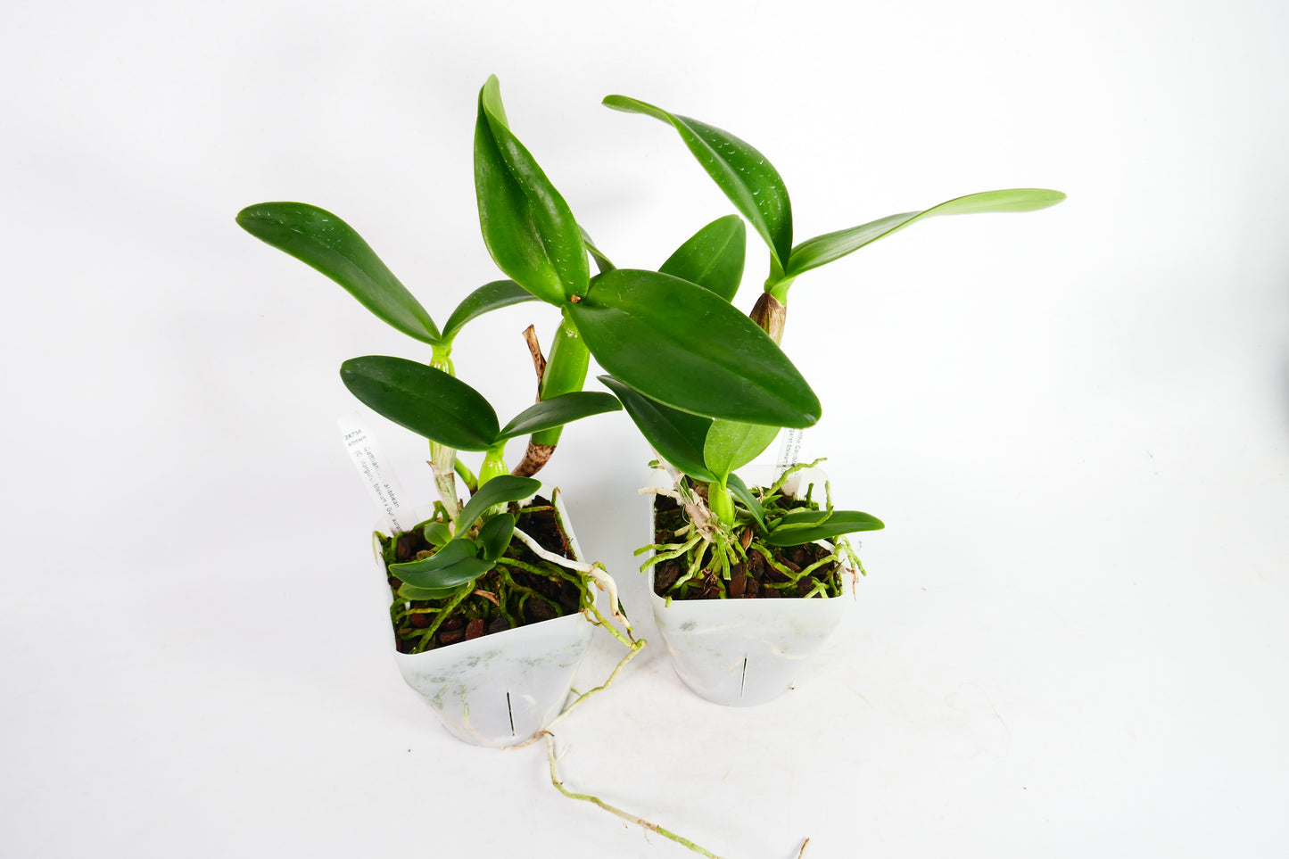 Cattlianthe Caribbean