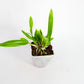 Caulavola Colmanii