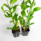 Den. Jade Classic