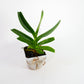 Aerides houlletiana