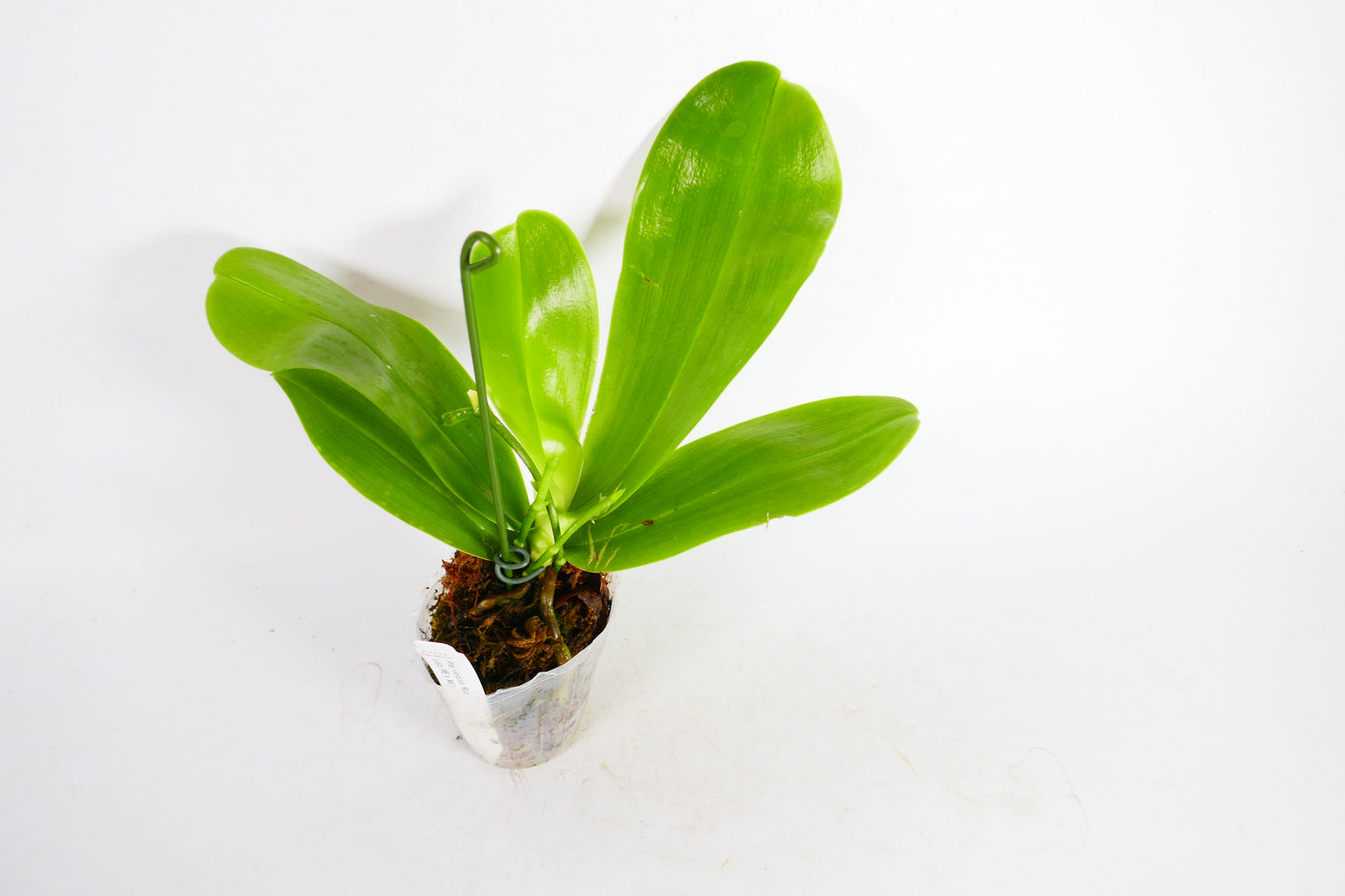 Phal. violacea 'Red' x sib ('#5' x '#4')