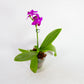 Phal. Sapphire's Galah