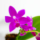 Phal. Sapphire's Galah