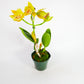 Rth. Lemon Drop 'NN'