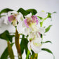 Den. Royal Chip 'White Snow' x Nora Tokunaga