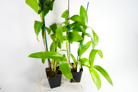 Den. Aridang Blue