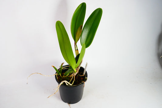 Rlc. Dick Smith 'Dark Beauty'