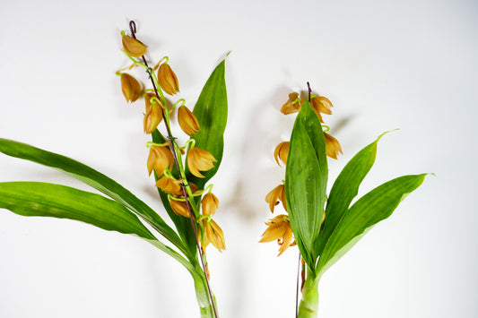 Cyc. Jumbo Cooper