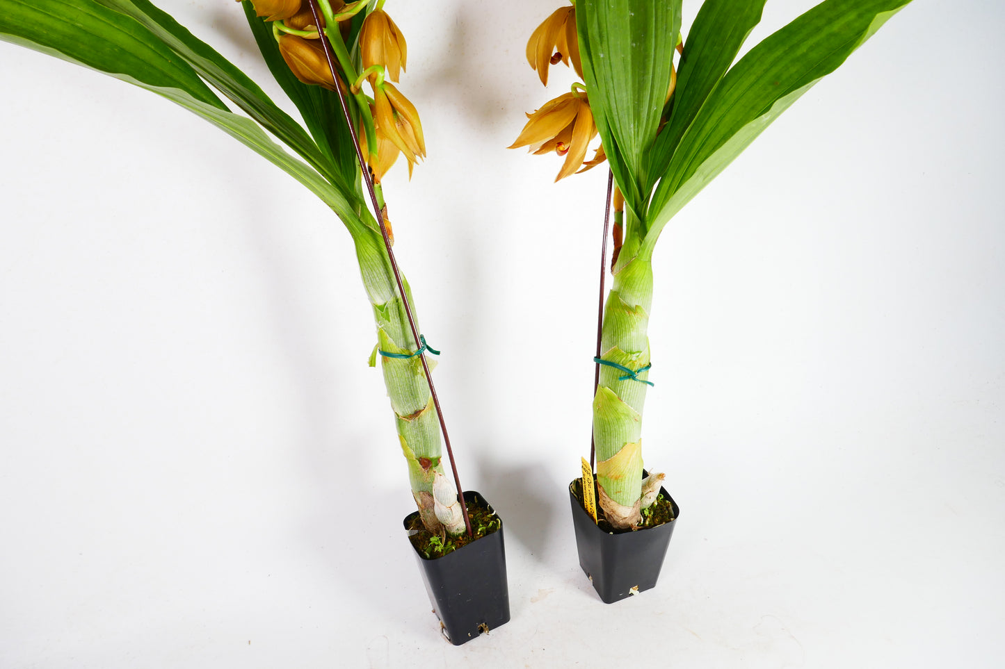 Cyc. Jumbo Cooper