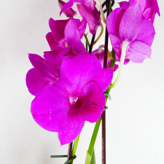 Den. Pink Sparkle x Classic Gem Pink