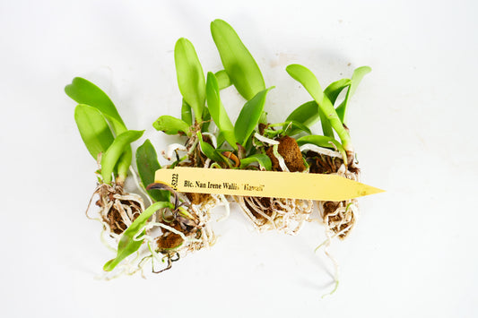 Blc. Nan Irene Wallis 'Hawaii'