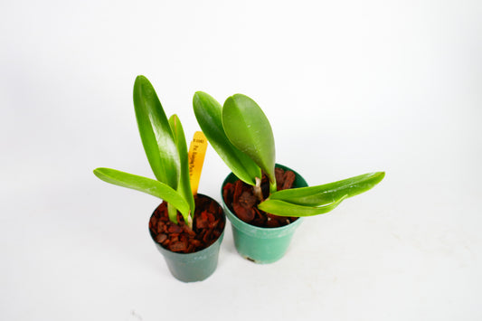 Pot. Hsinying Pachi Pachi 'Carmela'