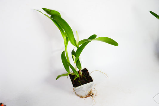 C. aurantiaca 'Spots' x C. Harmill 'Orange Glow'