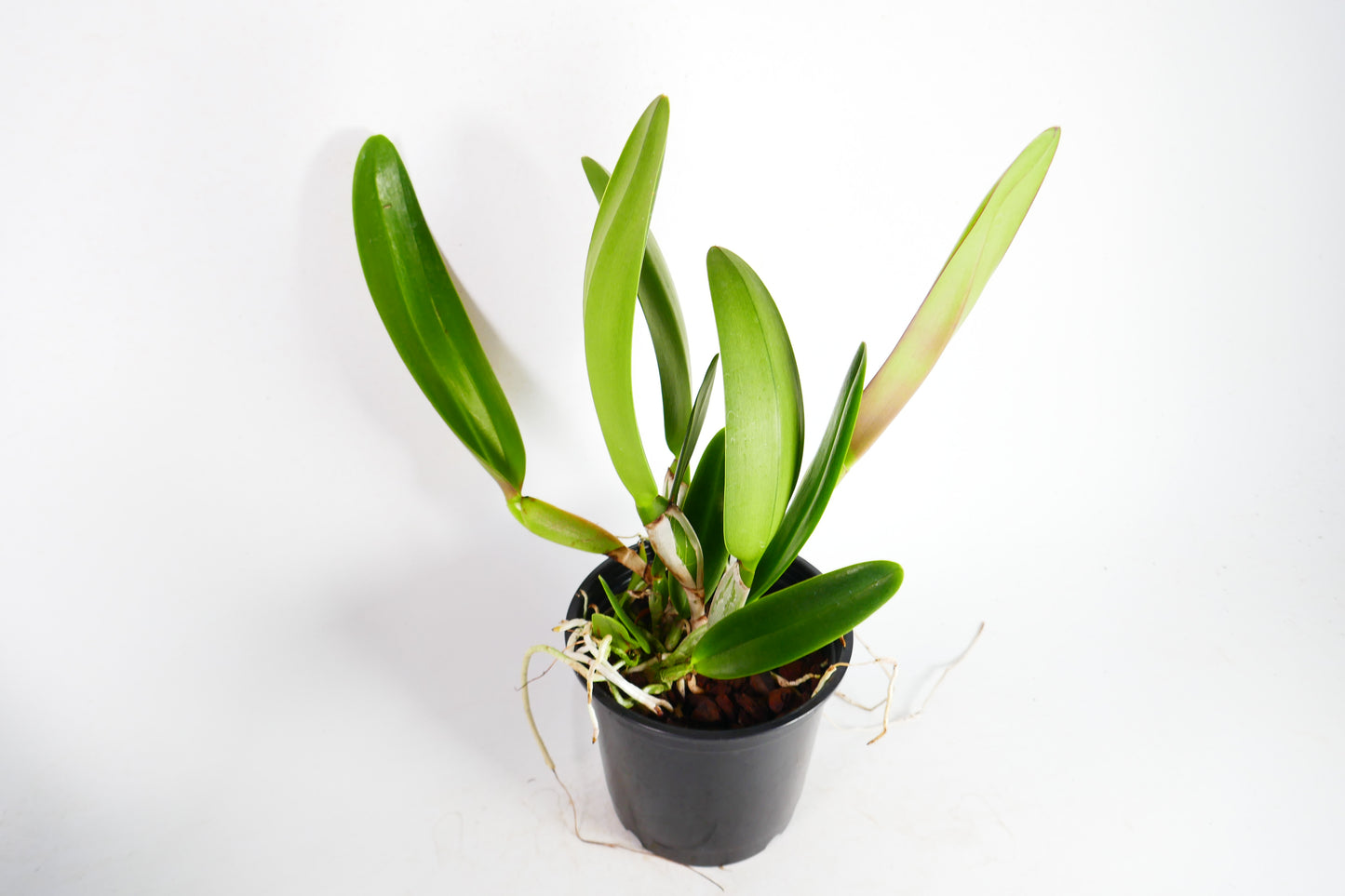 Rlc. Dick Smith 'Dark Beauty'