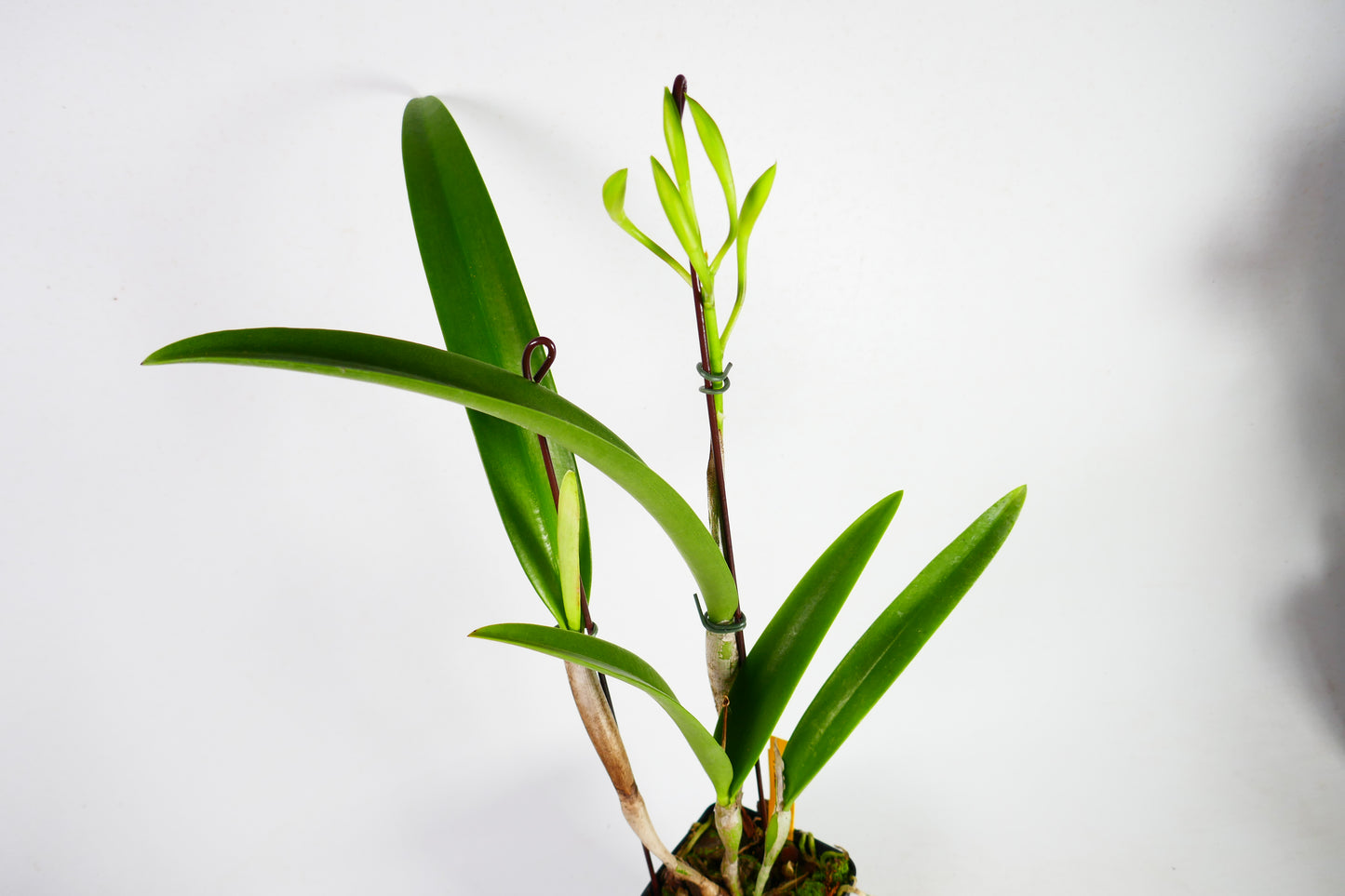 Ctt. Gold Digger 'Orglade's Mandarin' x B. cordata