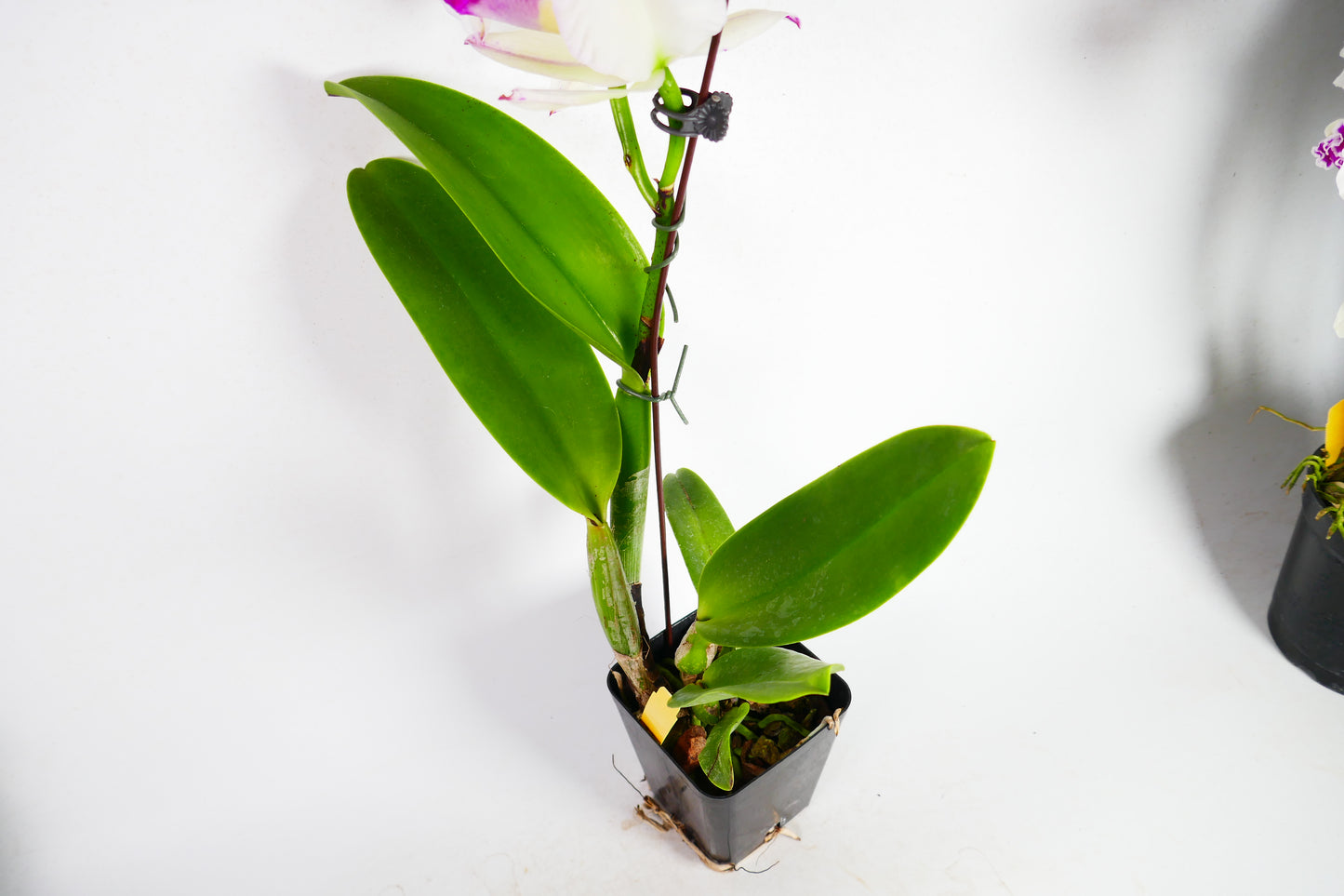 Blc. Anna Balmores 'Carmela'