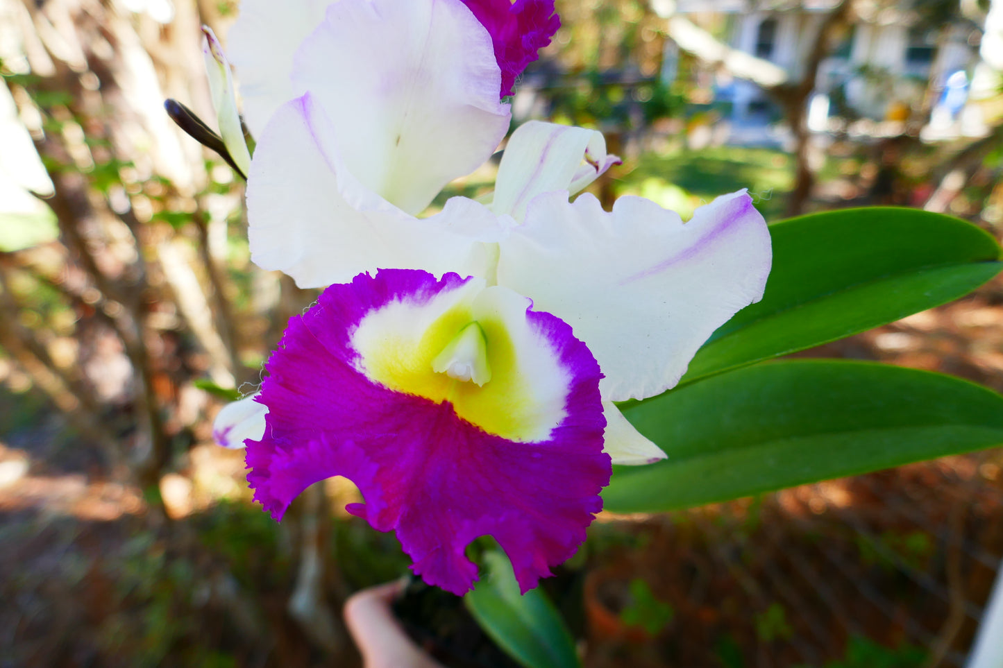Blc. Anna Balmores 'Carmela'