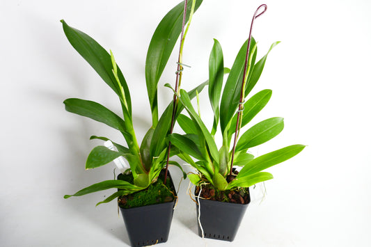 Onc. Hilo Firecracker 'Sangria'