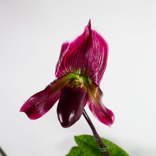 Paph. Mem Serafin Perez 'Christmas' x Hsinying Macasar '#1'