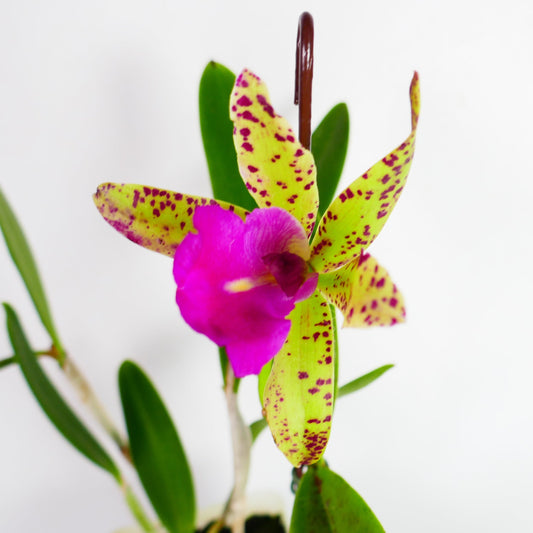 Bc. Hippodamia x C. Small World